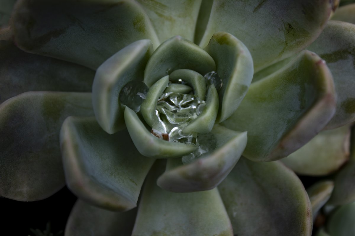 Nature's Patterns Collection - 3